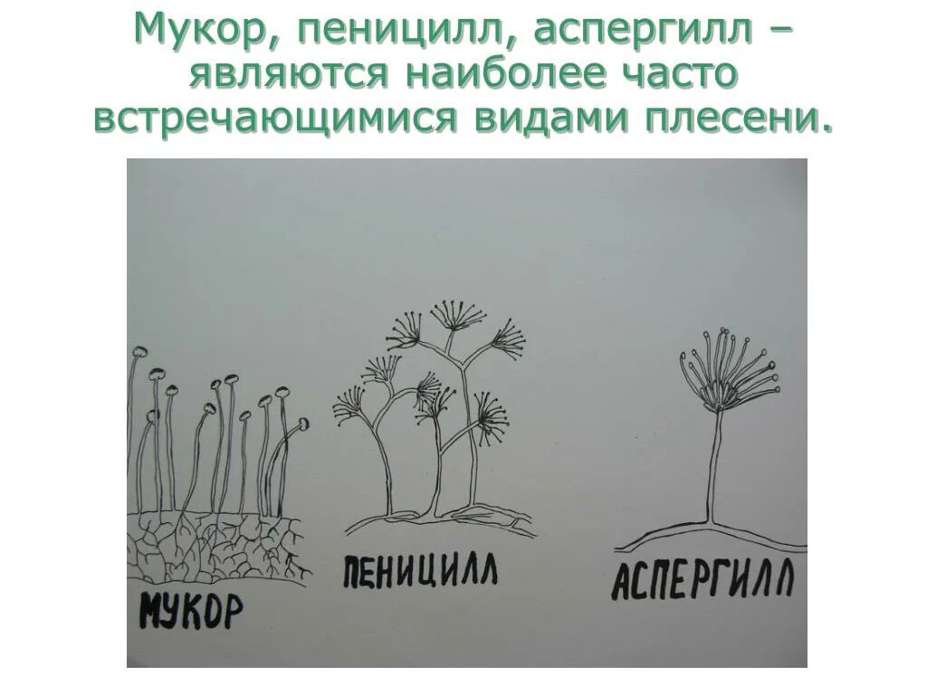 Чем отличается пеницилл от дрожжей. Грибы пеницилл и аспергилл. Мукор пеницилл аспергилл. Плесневые грибы пеницилл аспергилл. Строение мукора и пеницилла.