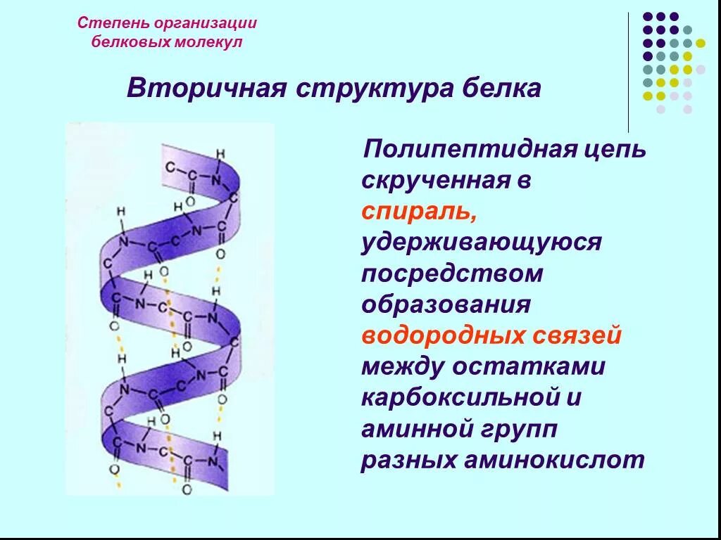 Альфа спираль вторичной структуры белка. Альфа спираль вторичной структуры. Вторичная структура белковых молекул. Вторичная структура молекулы белка. В организации белковых