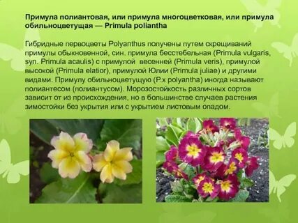 Как принимать примула