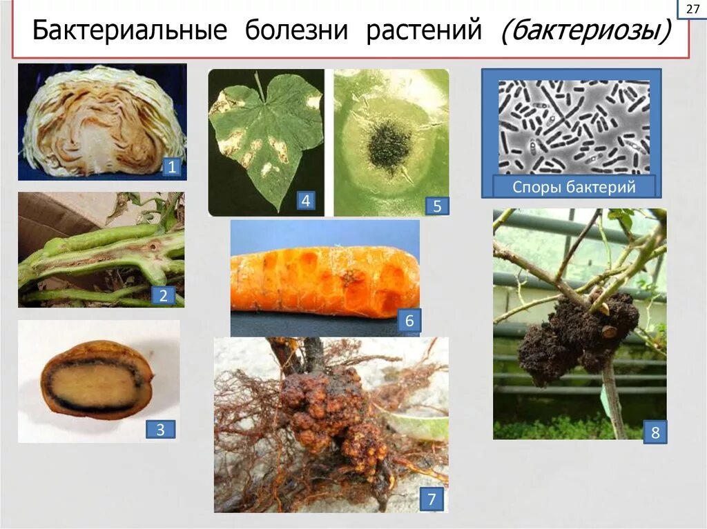 Бактериальные болезни растений 6 класс биология. Бактерии возбудители болезней растений. Болезни растений вызываемые бактериями. Растения пораженные бактериями. Грибы вызывают заболевания растений и животных