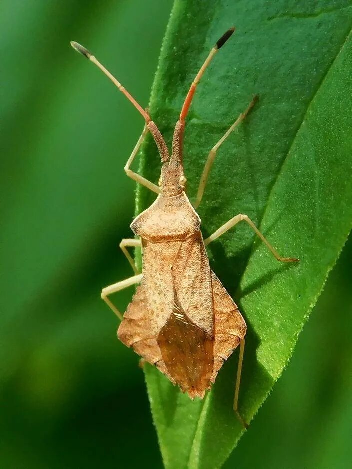 Отряд полужесткокрылые (Hemiptera). Триатомовый клоп. Клоп краевик. Краевик окаймлённый.