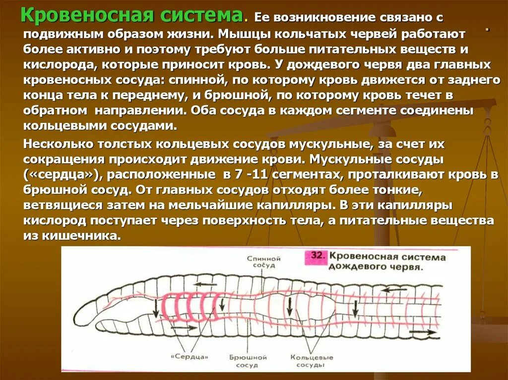 Спинная сторона червя. Кровеносная кольчатых червей. Кровеносная система червей. Брюшной сосуд у кольчатых червей. Кольцевые сосуды дождевого червя.