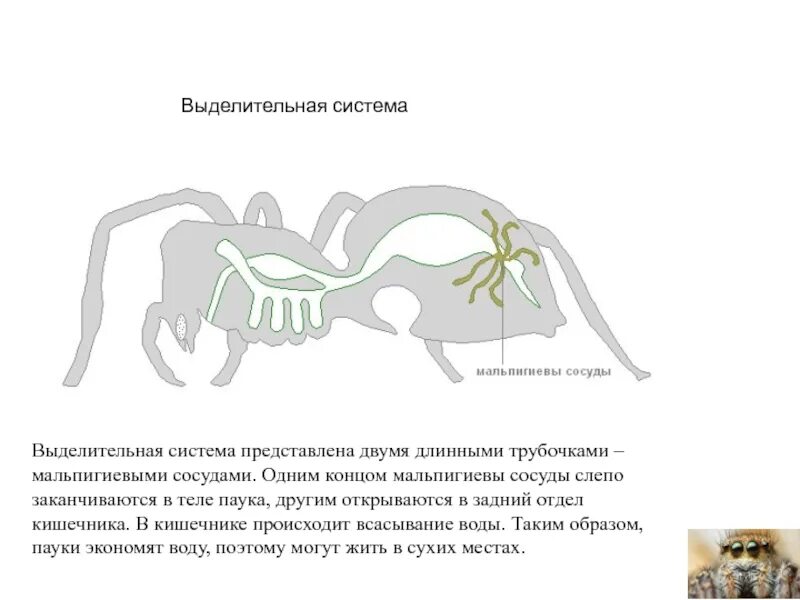Особенности выделительной системы паукообразных. Мальпигиевы сосуды паука. выделительная система паукообразных. мальпигиевы сосуды у паукообразных. выделительная система мальпигиевы сосуды.