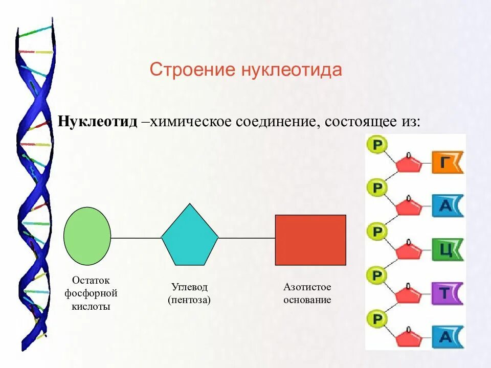 Строение нуклеотида ДНК И РНК. Строение нуклеотида ДНК. Схема строения нуклеотида ДНК. Схема строения нуклеотида ДНК И РНК. Нуклеиновые кислоты состоят из молекул