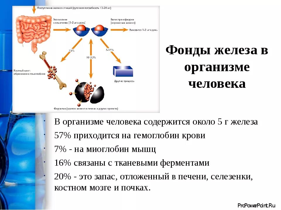 Роль элемента железа в организме. Железо в организме человека. Нахождение железа в организме. Железы организма человека. Фонды железа в организме.