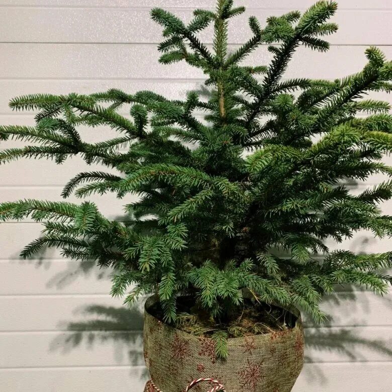 саженцы елки. можно ли елку растить дома в горшке. елка которая растет в ширину. араукария каннингема. ель голубая на подоконнике.