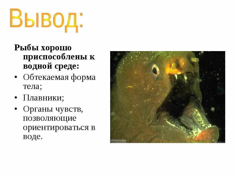 Надкласс рыбы внешнее строение. Наружное строение речного окуня. Особенности строения рыб. Вывод исследования внешнего строения рыбы. Лабораторная работа по биологии 7 класс изучение строения рыб.