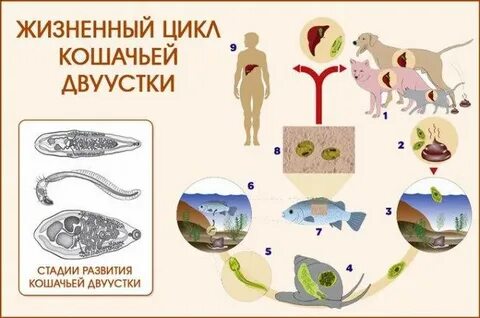 Жизненный цикл кошачьей