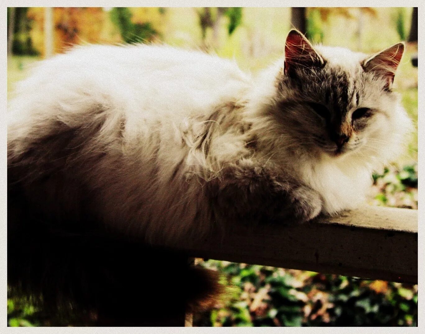 кошка серая. кот лежит на животе. кошка сидит на стеклянном столе. лежачий кот. поджатые лапы кота.