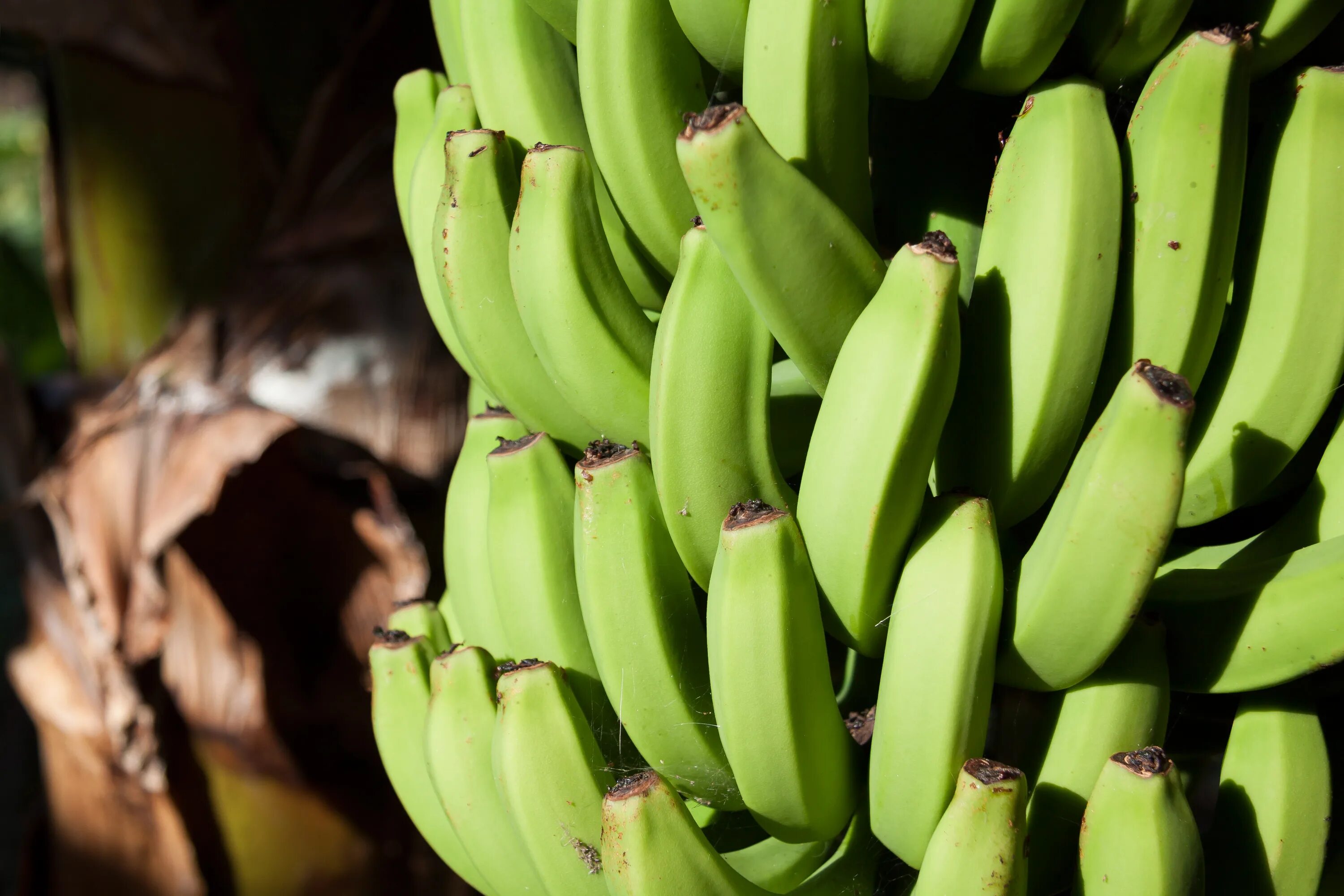 Банан Musa. Ягода банана (Musa SP.). Банановое растение. Созревший банан.