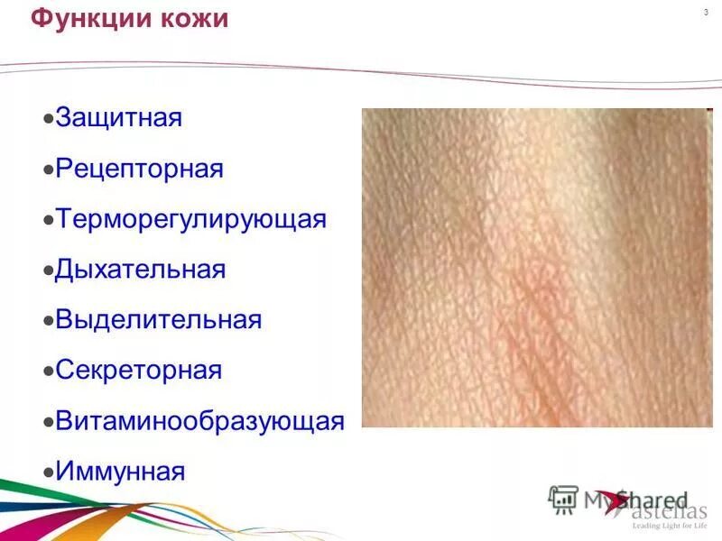 строение кожи слои кожи, структура, функция. выделительная функция потовые железы. выделительная функция кожи. выделительная функция кожи связана с работой. выделительная функция кожи связана с работой.