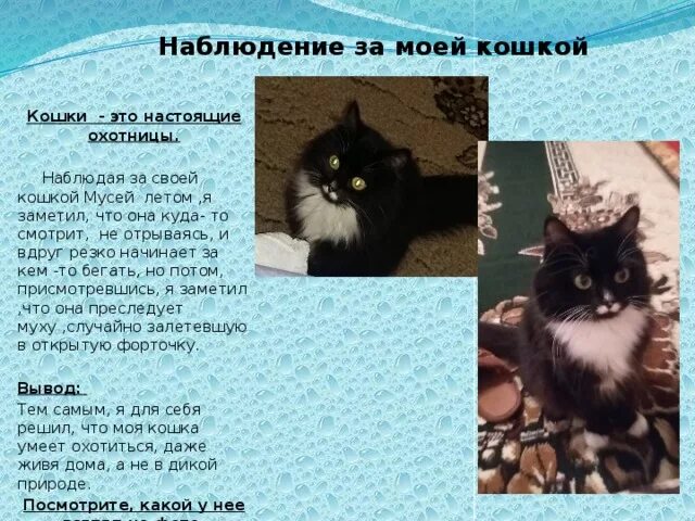 Сочинение мой кот 5 класс. Наблюдение за кошкой. Рассказ о наблюдении за животными. Проект мой домашний питомец кошка. Наблюдение за домашним котом.