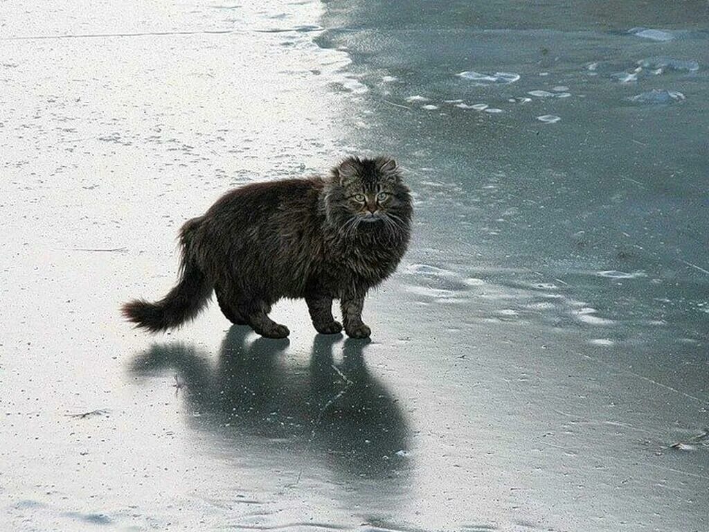 Кот скользит. Кошка на льду. скользко кот. гололед животные. кот скользит по льду.