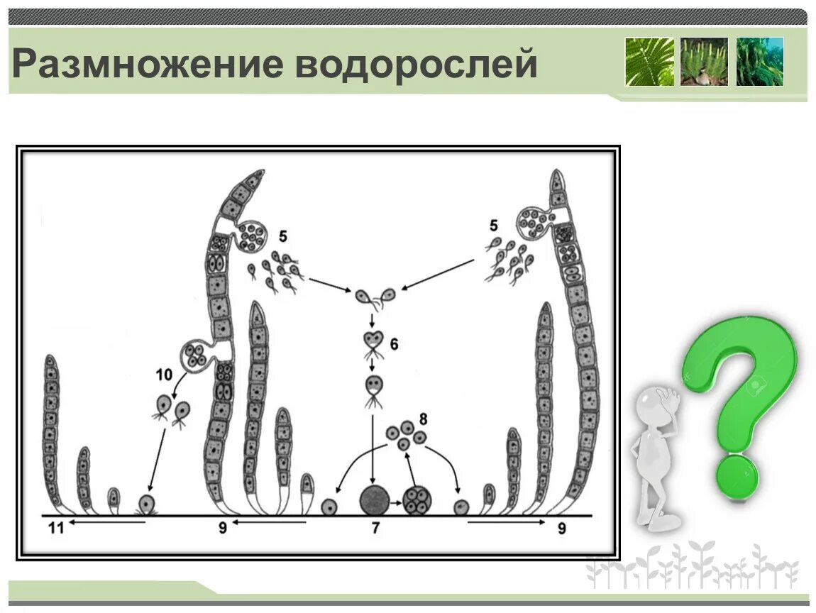 Размножение споровых растений водорослей. Цикл размножения споровых растений. Размножение споровых растений водоросли 6 класс. Размножение водорослей 6 класс биология.