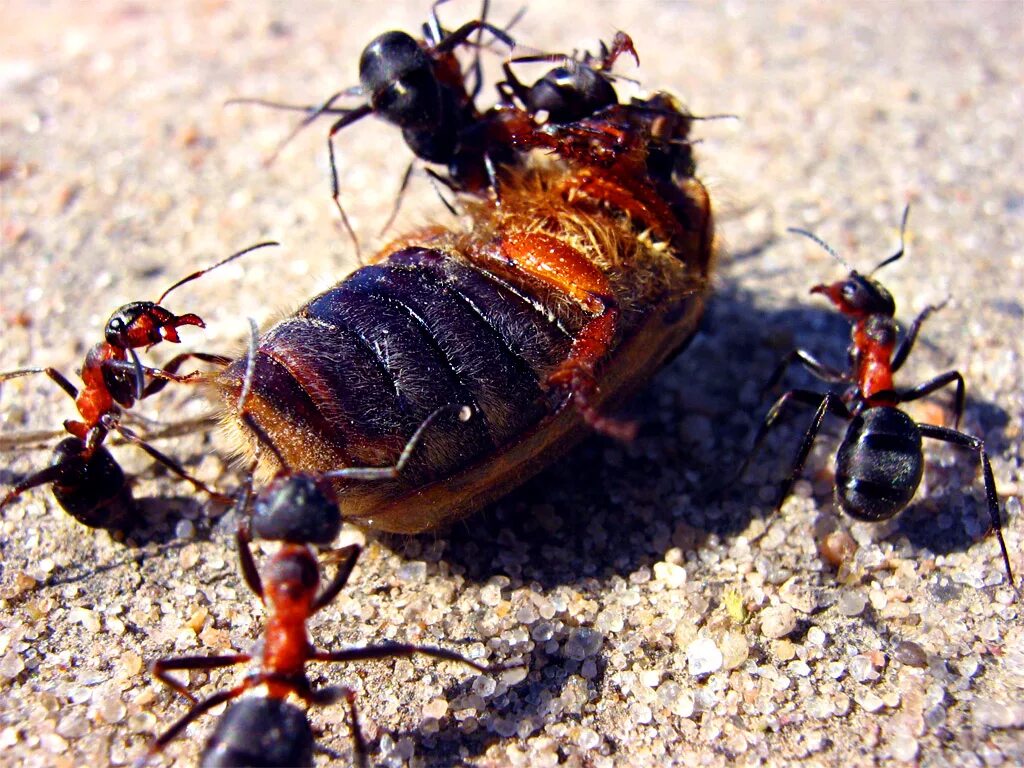 Рыжий муравей питание. Муравьи фуражиры. Рыжий Лесной муравей личинка. Муравьи питание. Муравьи питаются.