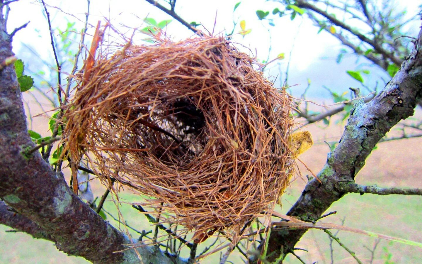 Гнезда птиц видео для детей. Шалашник гнездо. Пеночка птица гнездо. Гнездо вьюрка. Гнездо гнездиться гнездовье гнездовой.