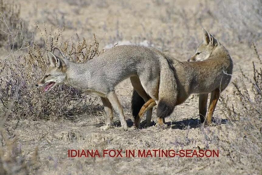 Mating type. Fox mating. foxes mate. fox mating at.
