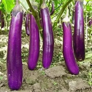 Сорта баклажанов названия