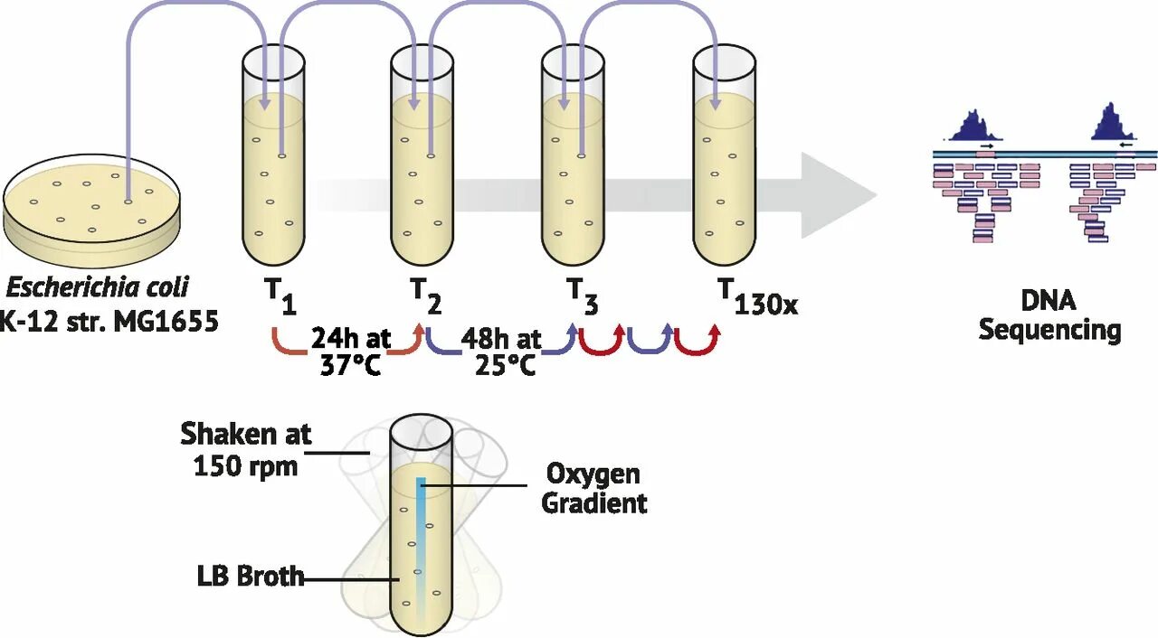 Escherichia coli что это у мужчин. E/ coli k12 Мик. Бактерии группы кишечной палочки. Эшерихии колли строение. Эшерихия коли это прокариот.