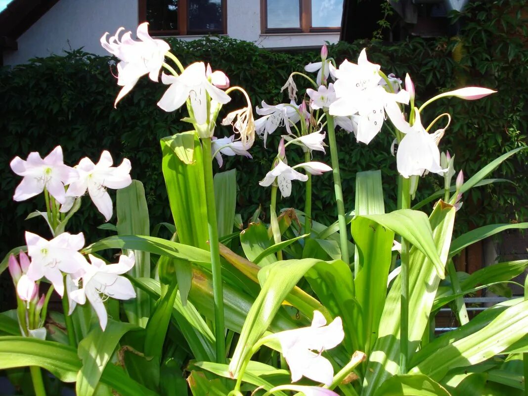 Кринум фото. Кринум Мура. Кринум Мура Crinum moorei. Кринум Мура цветок. Кринум Мура цветок комнатный.