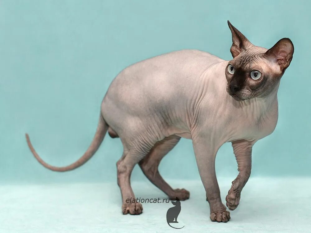 Сфинкс поинт. Канадский сфинкс окрас сил поинт. Канадский сфинкс сил поинт. Сфинкс поинт. Браш пойнт сфинкс.