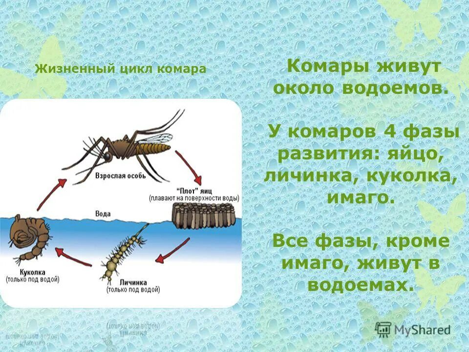 Комар какая среда. Жизненный цикл комаров. Стадии развития личинки комара. Цикл развития комара обыкновенного. Развития москитов- стадии комаров.