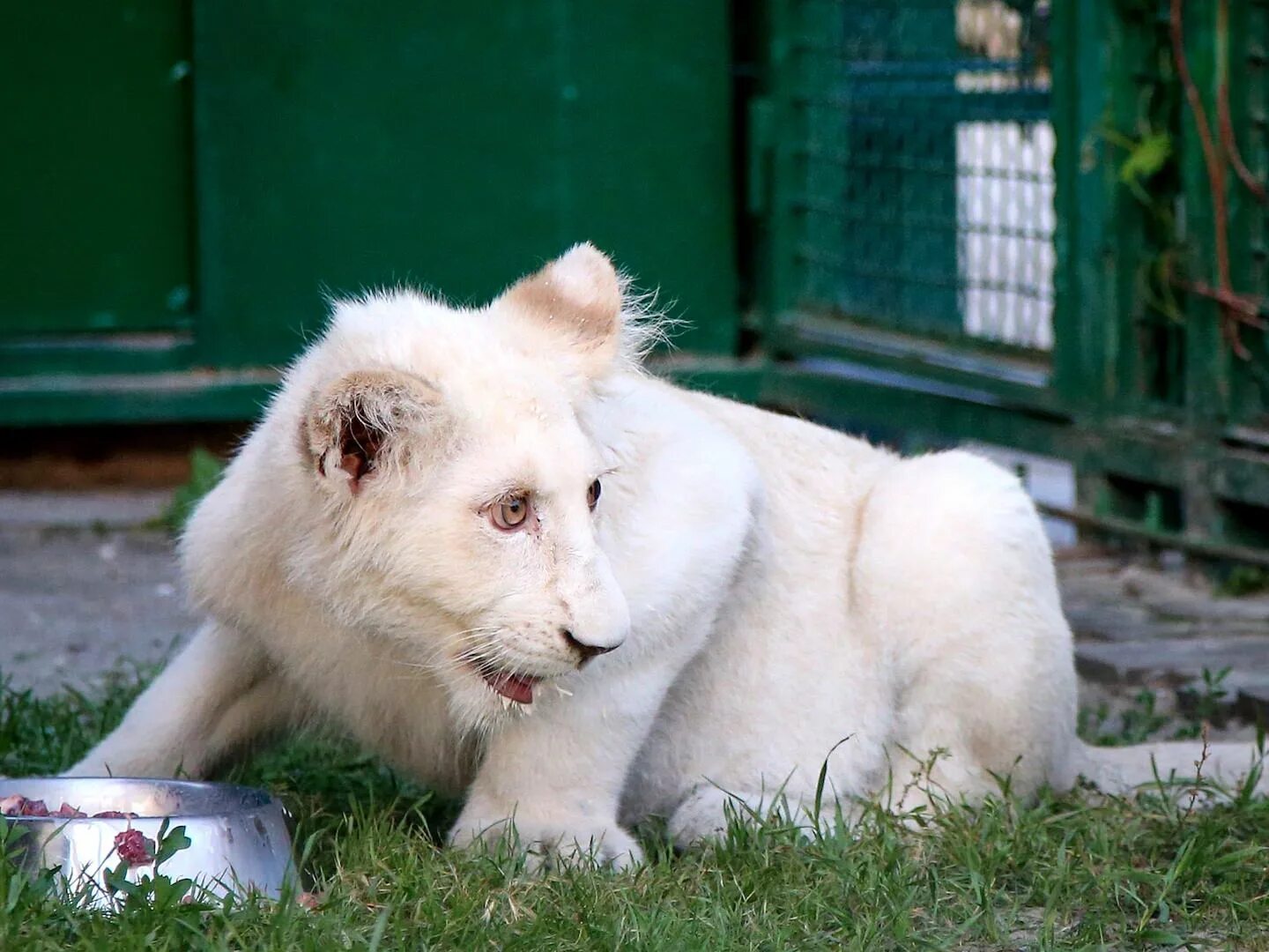 белград белые львы. белый лев полностью. прайд львов альбиносов. белый лев минск. амирхан лев белый лев.
