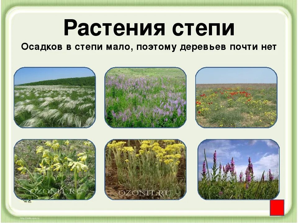 Растения зоны степей 4 класс. Растения степи 4 класс окружающий мир. Растения Степной зоны России для 4 класса. Зона степей растительный мир 4 класс.
