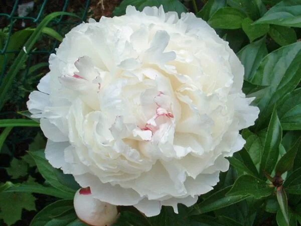 Pivoine Shirley Temple Romantic garden, Flowers, Peonies