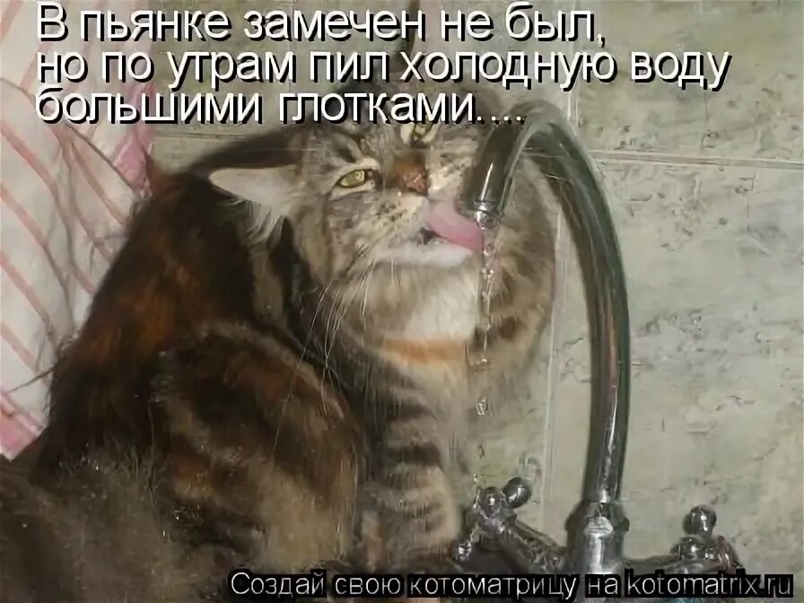 кошачий сушняк. в пьянстве замечен не был. в пьянстве замечен не был. в пьянстве замечен не был. смешные картинки про сушняк.