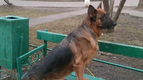 У овчарки жидкий стул