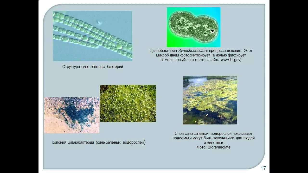 Отдел цианобактерии сине-зеленые водоросли. Цианобактерии функции. Строение и роль цианобактерий. Цианобактерии среда обитания. Группы организмов цианобактерии