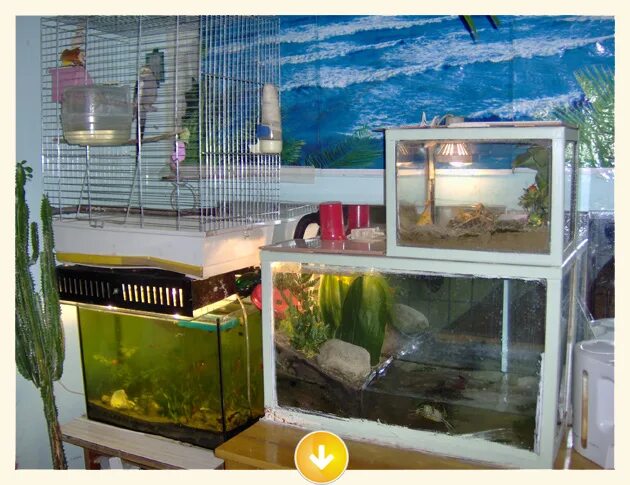 Живой уголок аквариум. Живой уголок. Живой уголок в школе. Аквариум в школе. Живой уголок с аквариумом.