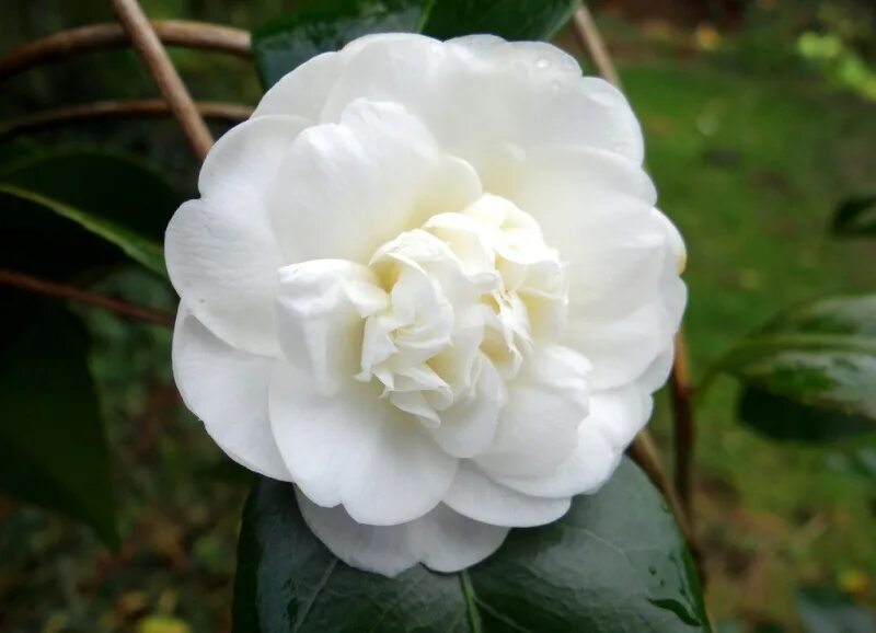 Камелия с черной гривой. Камелия нобилиссима. Camellia japonica Nobilissima. Камелия Principessa Baciocchi. Камелия белая нобелиссима.