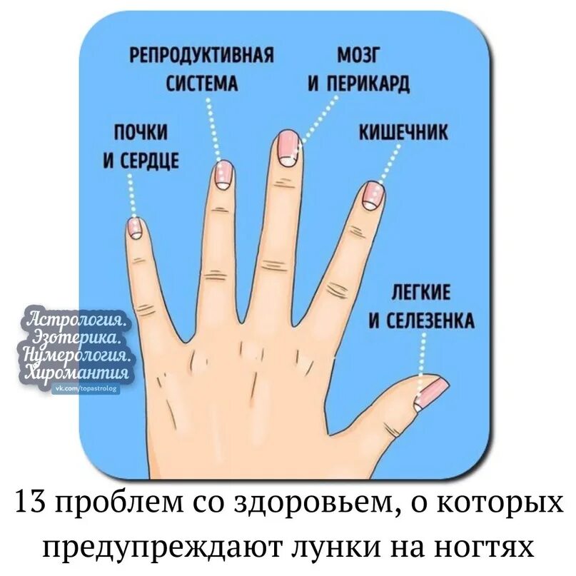 Левая рука темнее правой. Отсутствие лунок на ногтях пальцев. Лунки на ногтях заболевания. Белые лунки на ногтях отсутствуют. Лунки на ногтях здорового человека.