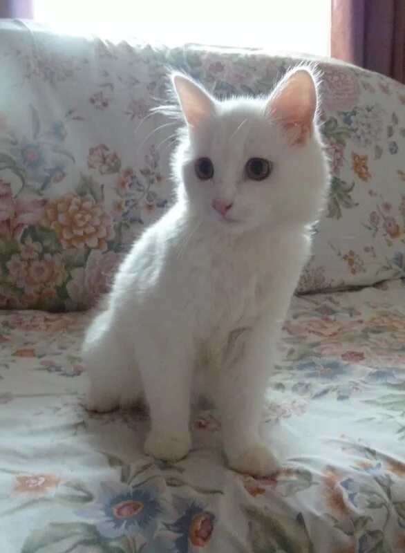 Купить кота мальчик. Белый котенок короткошерстный. Белые котята мальчики. Мальчик и белый кот. Девочка с белым котенком.