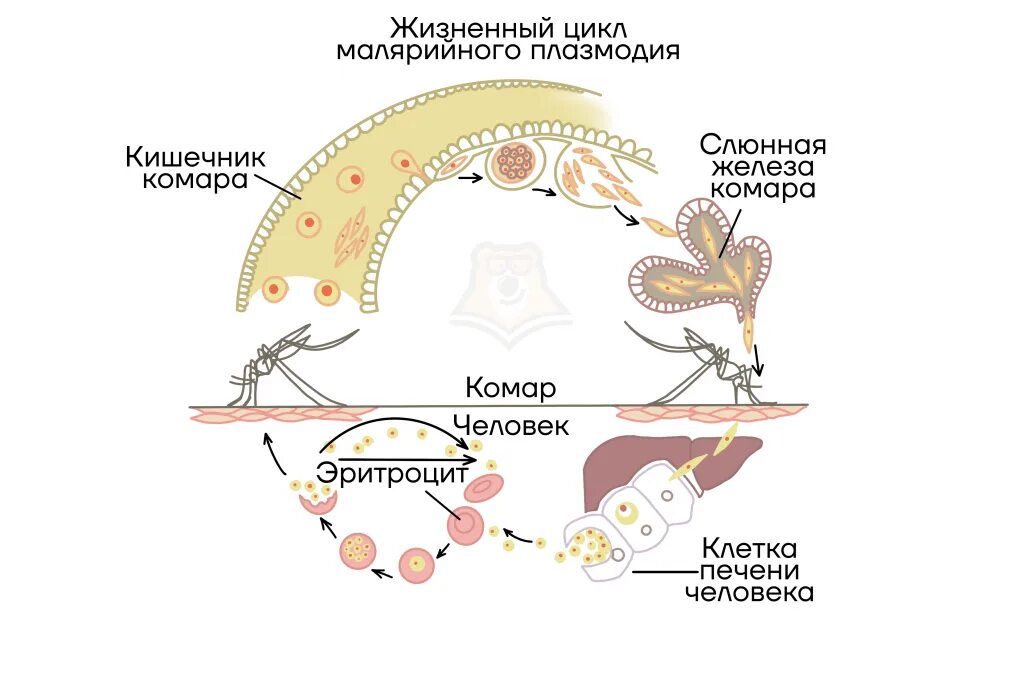 Малярийный плазмодий в кишечнике. Стадии жизненного цикла малярийного плазмодия. Цикл размножения малярийного плазмодия схема. Стадии размножения малярийного плазмодия. Стадии цикла развития малярийного плазмодия.