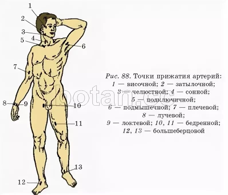 13 точка человека. Точки прижатия артерий схема. Точки пальцевого прижатия артерий при кровотечении. Точка прижатия лучевой артерии. 13 Точки пальцевого прижатия артерий.