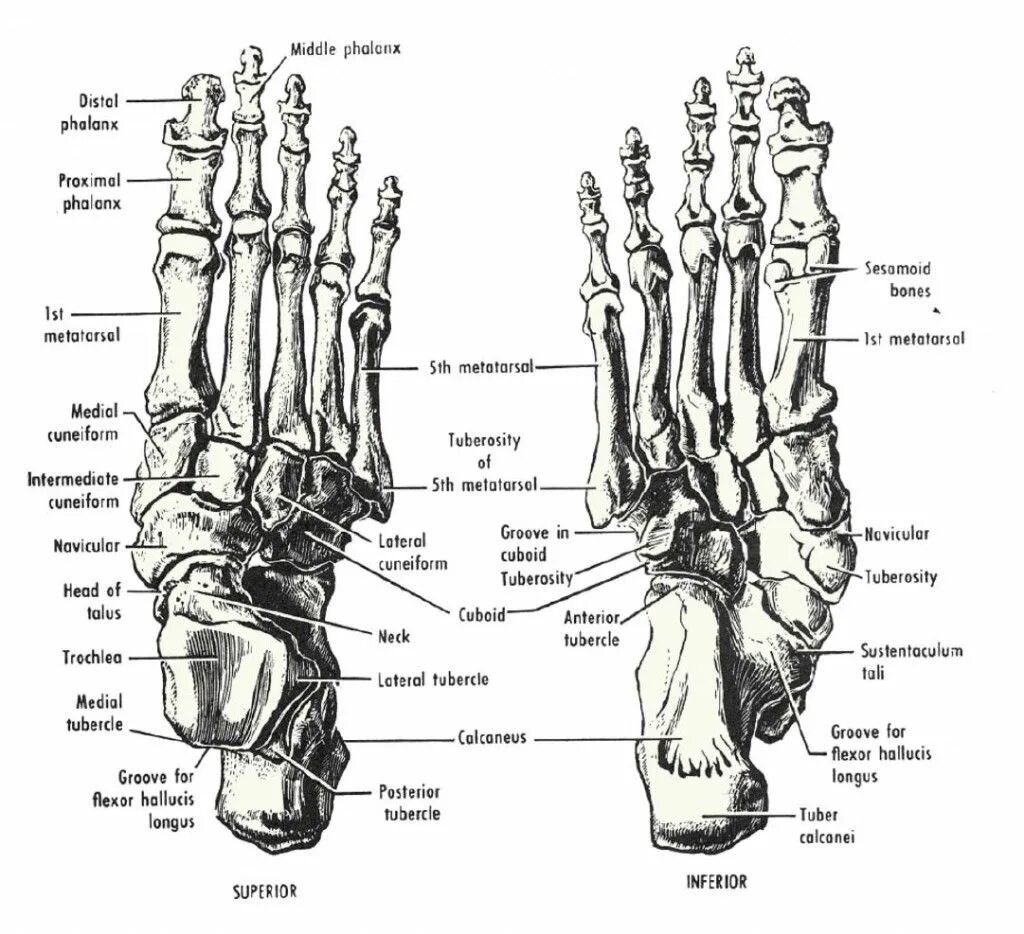 Кости стопы строение анатомия на латыни. Кости стопы анатомия человека латынь. Строение стопы анатомия латынь. Кости стопы анатомия подошвенная.