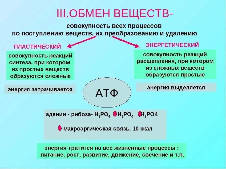 Какие именно процессы. Схема 9 метаболизм. Обмен веществ 9 класс. Обмен веществ метаболизм. Обмен веществ конспект.