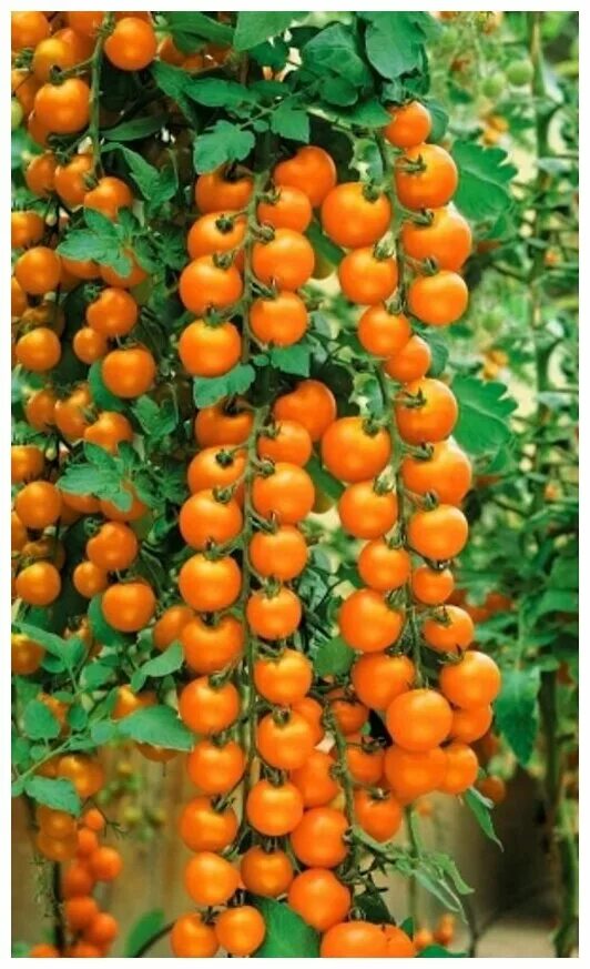 черри савва f1. фото томата рапунцель. томат рапунцель семена. фото томата рапунцель. фото томата рапунцель.