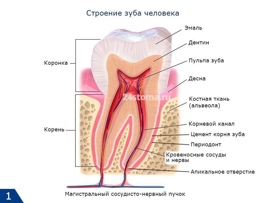 Строение пульпы зуба и периодонта. Строение зуба эмаль дентин цемент пульпа. Анатомия строение зуба периодонт. Анатомическое строение зуба гистология. Видимая часть зуба