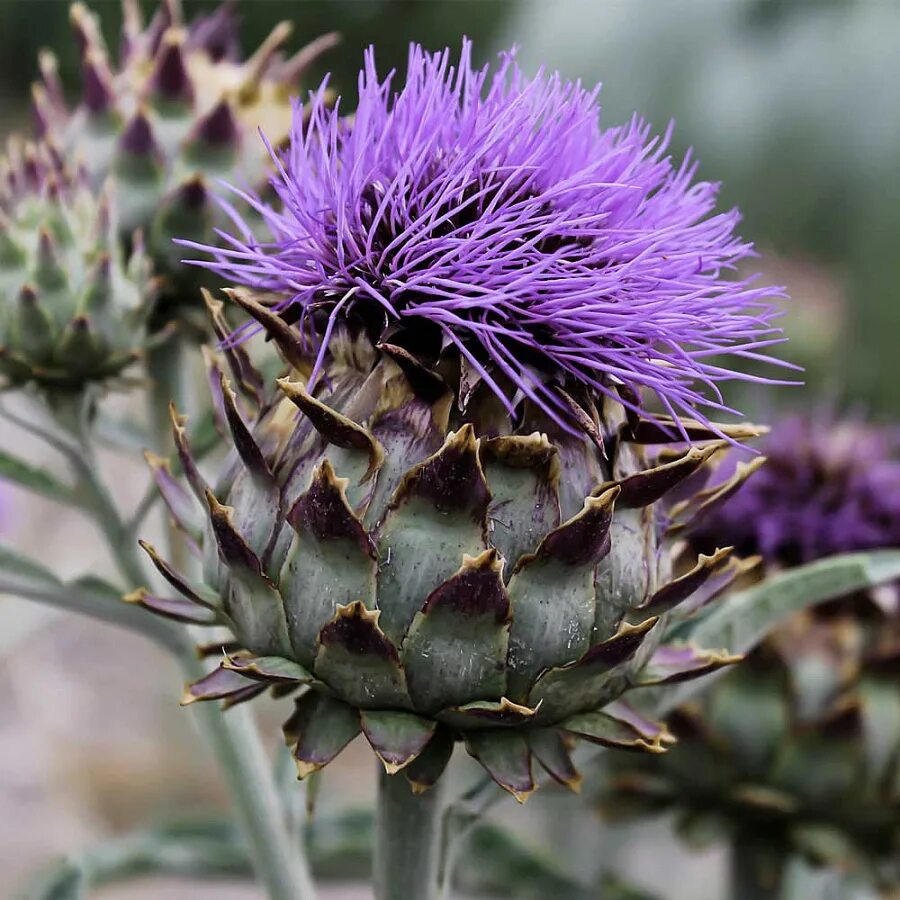 Артишок многолетний серебристый. Cynara cardunculus растение. Артишок cardunculus. Артишок цинара. Артишок кардон.