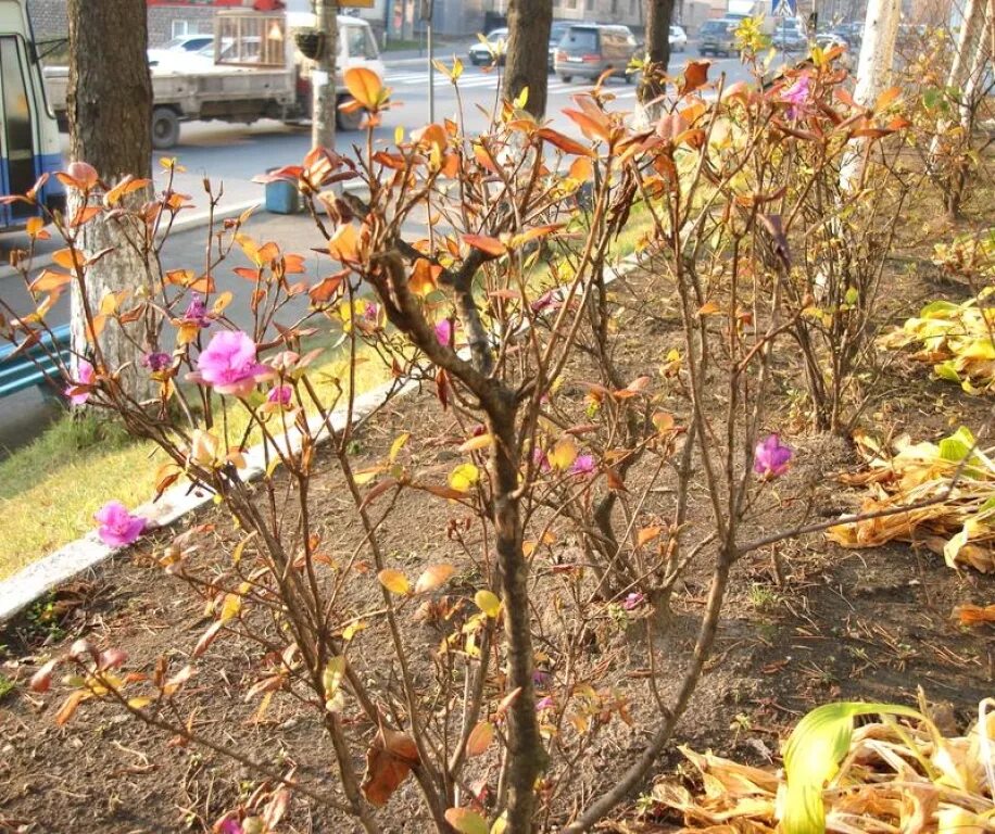 Уход за рододендроном весной после зимы. Приствольный круг рододендрона. Рододендрон Даурский осенью. Рододендрон листопадный осенью. Рододендрон листопадный весной.