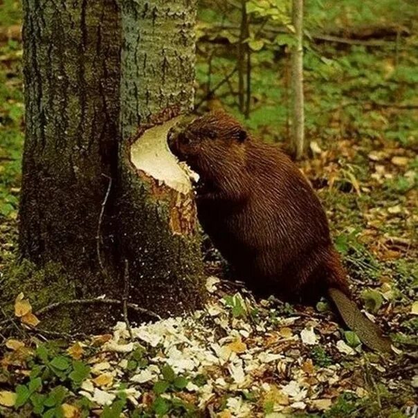 Как бобры грызут деревья. Обыкновенный бобр. бобры дерево. бобры грызут деревья.