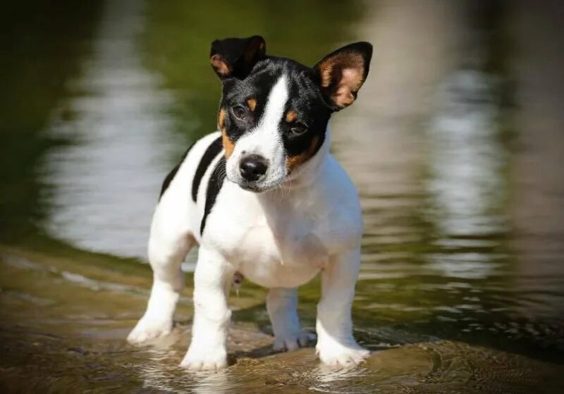 Джек рузвельт терьер. Порода собак тедди рузвельт терьер. Джек рузвельт терьер. Порода собак тедди рузвельт терьер. Порода собак тедди рузвельт терьер.