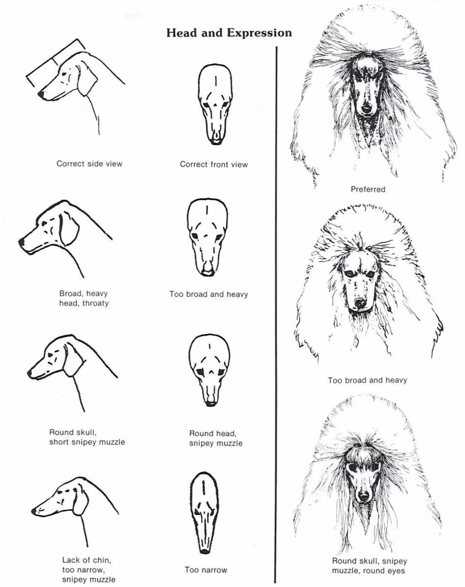 Схема пуделя. Схема стрижки головы пуделя. Схема стрижки морды пуделя. Схема стрижки пуделя Бардышева. Схема стрижки пуделя стандарт.