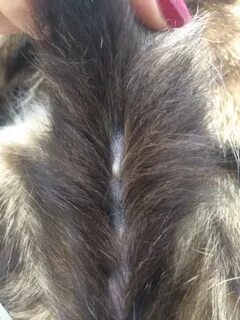 Перхоть у кота на спине около хвоста