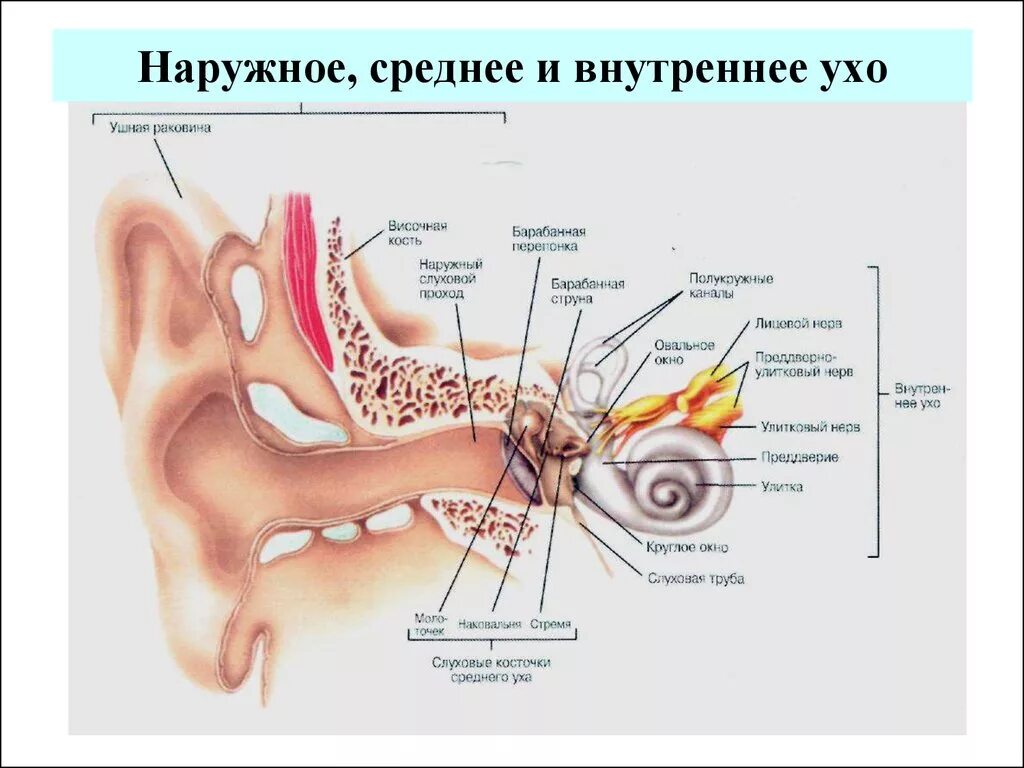 Строение наружного уха. Строение уха наружное среднее внутреннее. Строение уха наружный средний внутренний отделы. Строение слухового анализатора среднее ухо. Во внутреннем ухе расположены