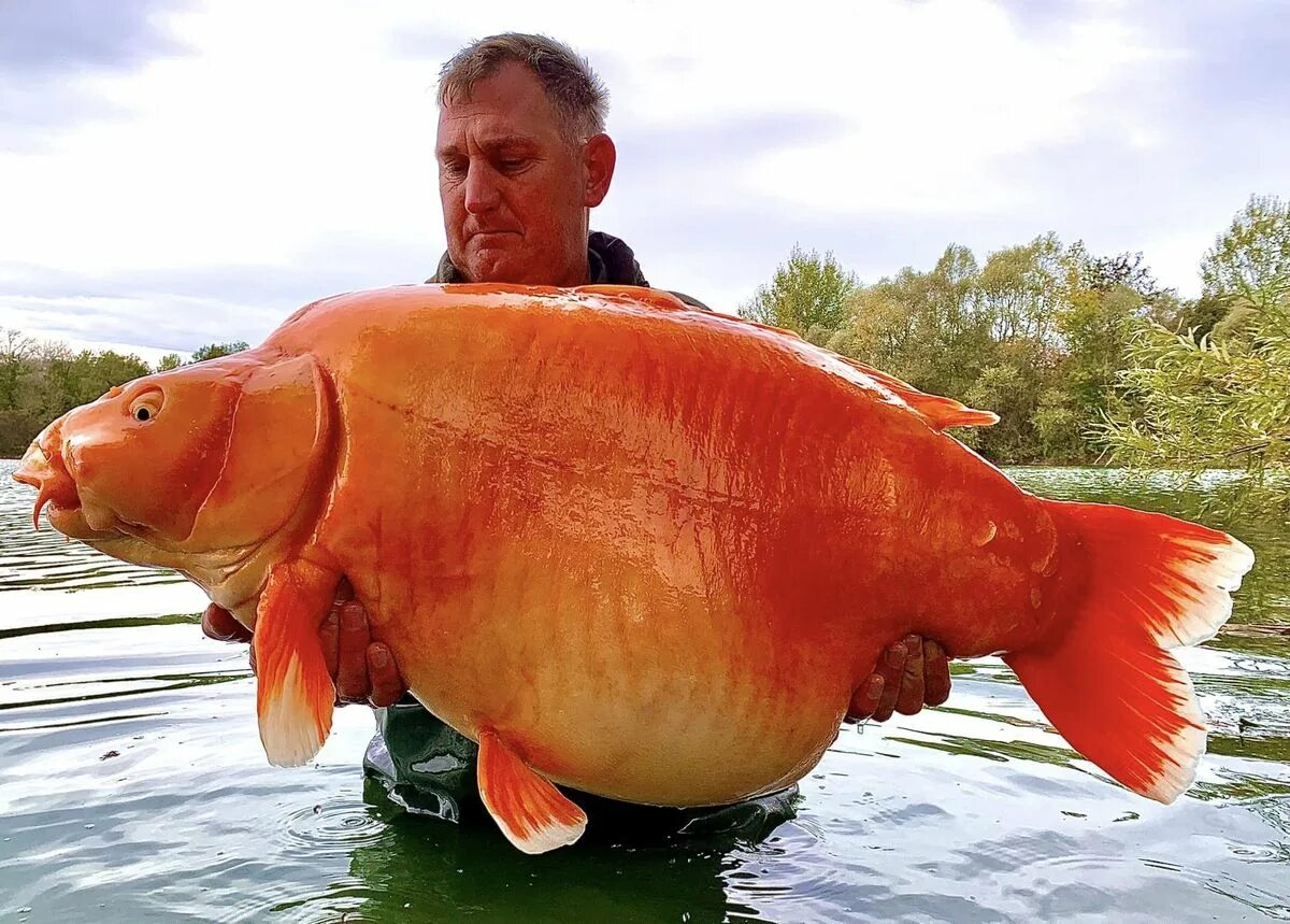 Гигант золотистый. Золотая рыбка 30 кг. Гигантские рыбы. Гигантская Золотая рыбка. Большие карпы.